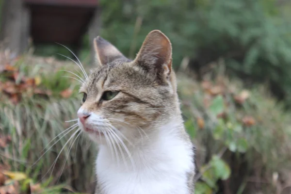 Momento Del Gatto Gatti Leccare Sul — Foto Stock