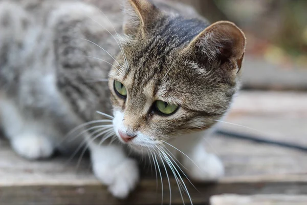 Cat Moment Katten Likken — Stockfoto