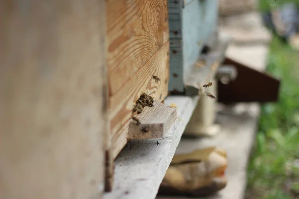 Manto Las Abejas Sobre Abeja Apiario Enfoque Selectivo Copia — Foto de Stock