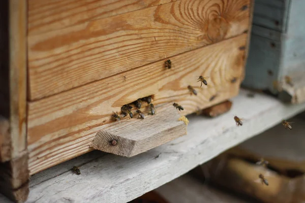 Arı Kovanındaki Arılara Yakın Çekim Seçici Odak Kopyala — Stok fotoğraf