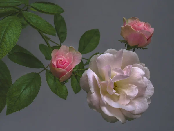 Tre Rose Foglie Bianche Rosa Verdi Sfondo Grigio — Foto Stock