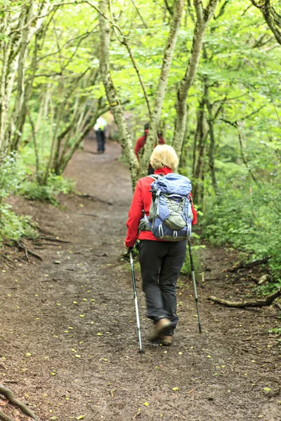 Vrouw Wandelen Het Bos — Stockfoto