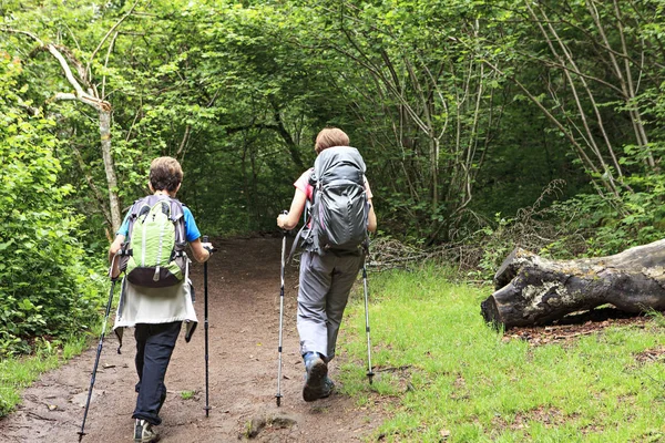 Vrouwen Die Het Bos Wandelen — Stockfoto