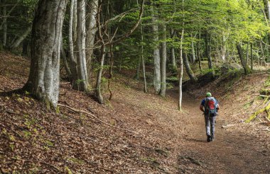 yalnız orman uzun yürüyüşe çıkan kimse