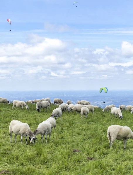 Tepe Üzerinde Otlatma Koyun Sürüsü — Stok fotoğraf