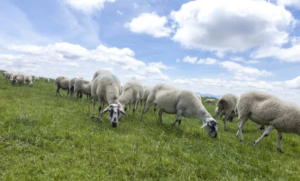 Manada Ovejas Pastando Cima Colina — Foto de Stock