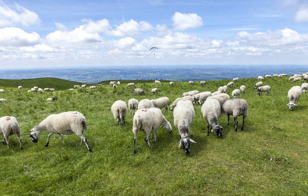 herd of sheeps grazing on the top of the hill