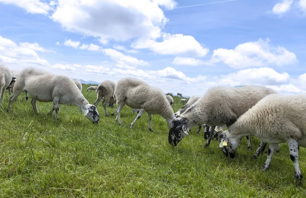 Manada Ovejas Pastando Cima Colina — Foto de Stock