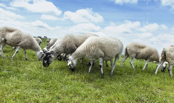 Manada Ovejas Pastando Cima Colina — Foto de Stock