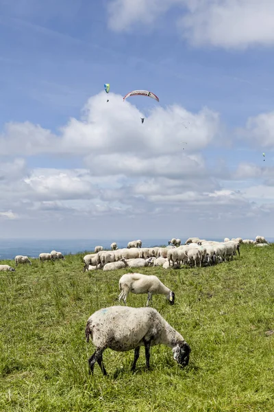 Besättningen Fåren Och Paraglading — Stockfoto