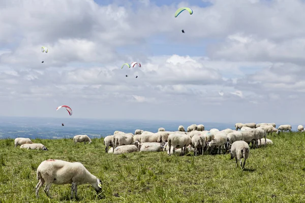 Besättningen Fåren Och Paraglading — Stockfoto