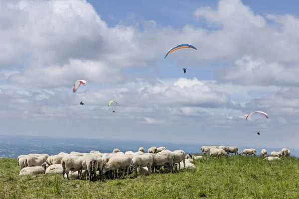 Schafherde Und Gleitschirmfliegen — Stockfoto