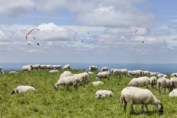 Besättningen Fåren Och Paraglading — Stockfoto