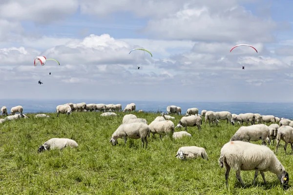 Kudde Schapen Paragliding — Stockfoto