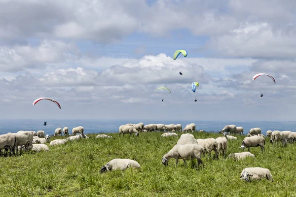 Sürüsü Koyun Yamaç Paraşütü — Stok fotoğraf