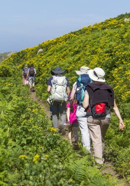 Grup arasında ferns hiking
