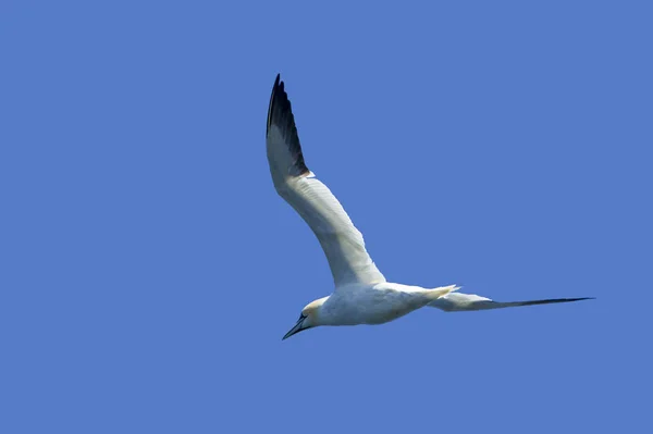 空中海鸟 Fluing — 图库照片