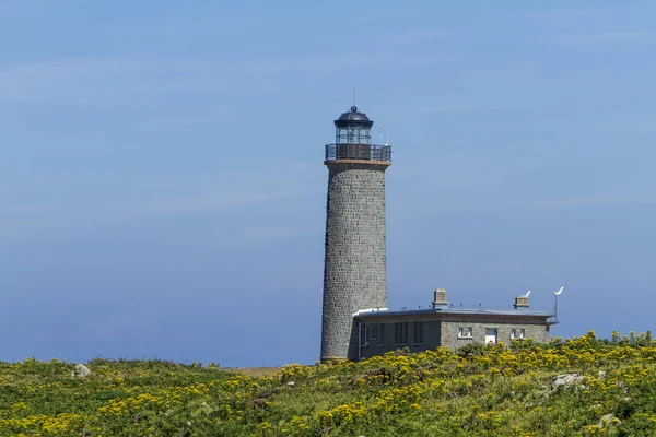 Lighthouse Ferns — Stock Photo, Image