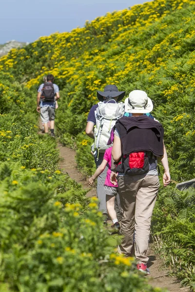 Skupina Pěší Turistika Mezi Kapradiny — Stock fotografie