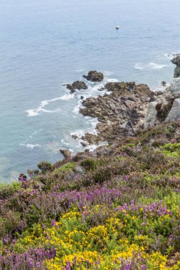 Heather gorse brittany sahillerinde