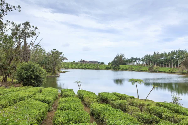 Plantacja Herbaty Wyspa Mauritius — Zdjęcie stockowe