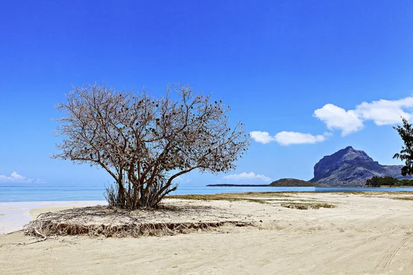 Piękna Plaża Wyspie Mauritius — Zdjęcie stockowe