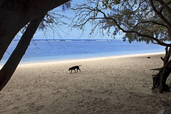 在毛里求斯岛的海滩上的狗 — 图库照片