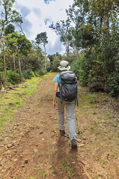 Yalnız Kadın Ormanda Yürüyüş — Stok fotoğraf