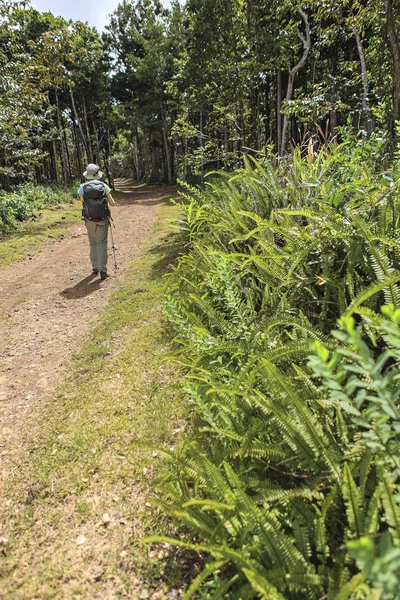 Μοναχική Γυναίκα Που Περπατά Στο Δάσος — Φωτογραφία Αρχείου