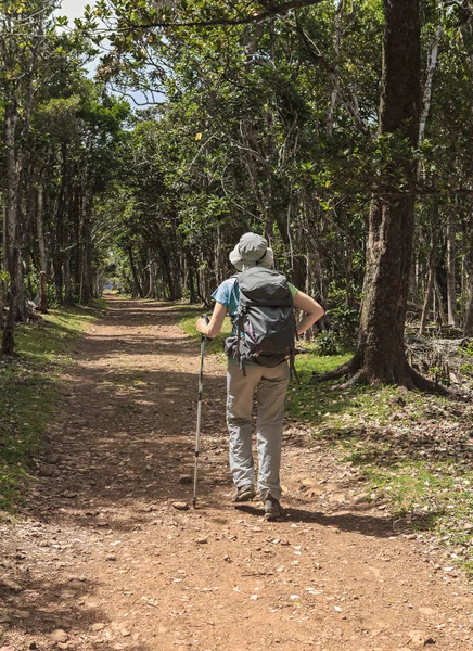 Yalnız Kadın Ormanda Yürüyüş — Stok fotoğraf