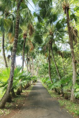 Hindistan cevizi ağaçları ile kaplı yol
