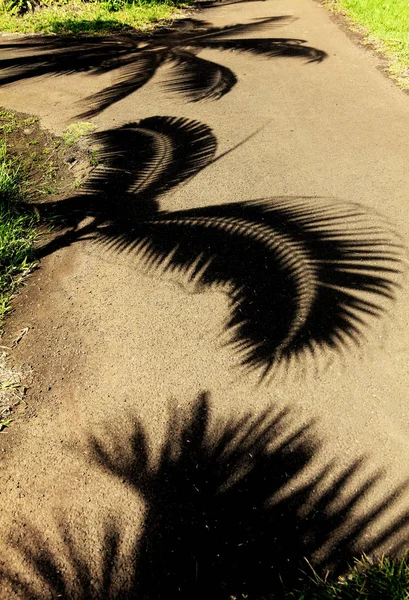 Sombras Palmtree Caminho — Fotografia de Stock