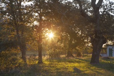 gün batımı Güney Afrika 'da ağaçlar