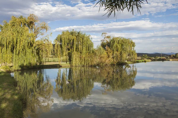 Weeping Willow Lake South Africa — Stock Photo, Image