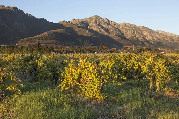 Famous Vineyard South Africa — Stock Photo, Image