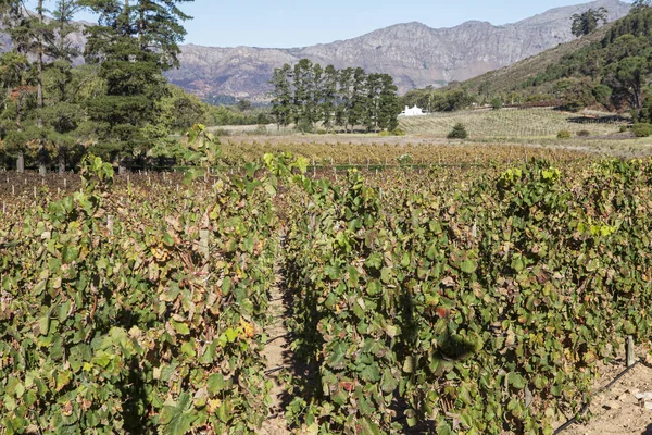 Famous Vineyard South Africa — Stock Photo, Image