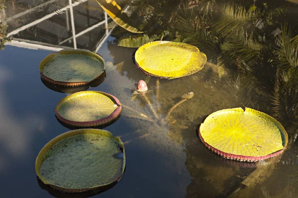 Bir Gölet Içinde Waterlily Çiçek — Stok fotoğraf