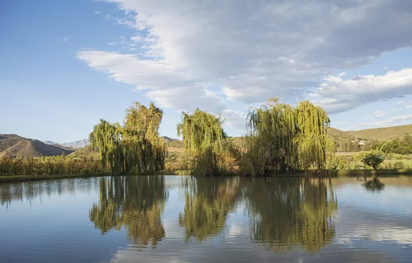 Weeping Willow Lake South Africa — Stock Photo, Image