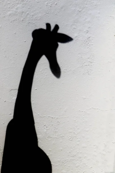 Giraffen Silhouette Weißer Wand — Stockfoto