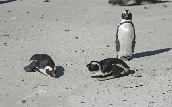 Τρεις Πιγκουίνοι Στην Άμμο — Φωτογραφία Αρχείου