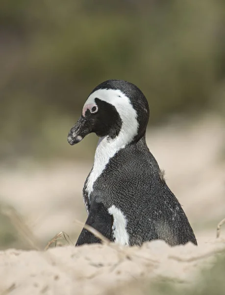 Lonely Penguin Stranden — Stockfoto