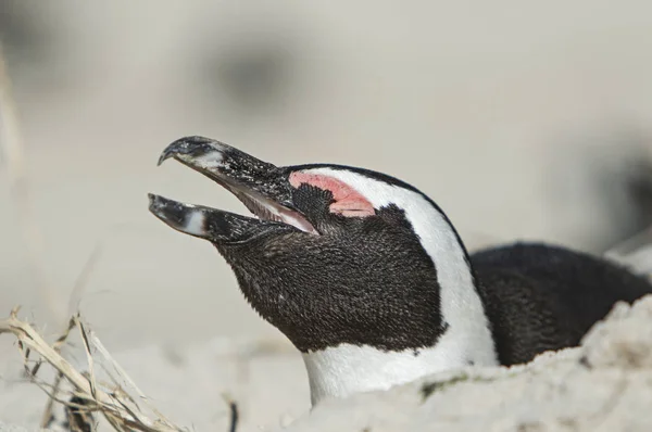 Närbild Ett Huvud Pingvin — Stockfoto