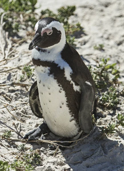 Lonely Penguin Sandstranden — Stockfoto