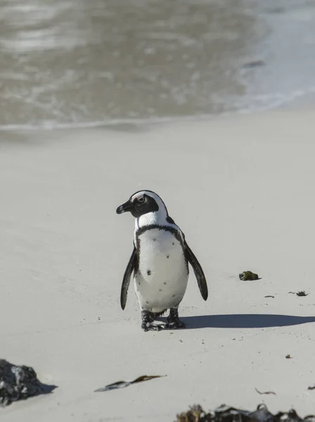 Lonely Penguin Stranden — Stockfoto