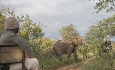 Kruger parkta Ranger ve fil
