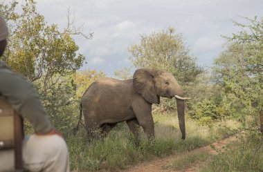Kruger parkta Ranger ve fil