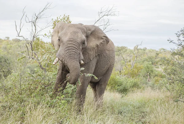 lonely male elephant eating leaves in the savannah