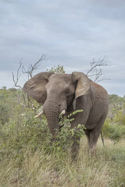 Elefante Macho Solitário Comendo Folhas Savana — Fotografia de Stock