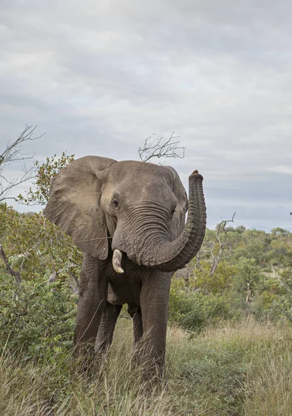 Éléphant Mâle Solitaire Mangeant Des Feuilles Dans Savane — Photo