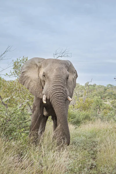 Éléphant Mâle Solitaire Mangeant Des Feuilles Dans Savane — Photo